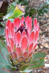 1043-Reis Zuid-Afrika2007
